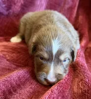 Grace, a female Australian Shepherd for sale in Caliente, CA – 5 of 10