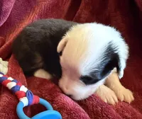Honor, a male Australian Shepherd for sale in Caliente, CA – 4 of 10