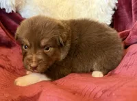 Lava, a female Australian Shepherd for sale in Caliente, CA – 5 of 10