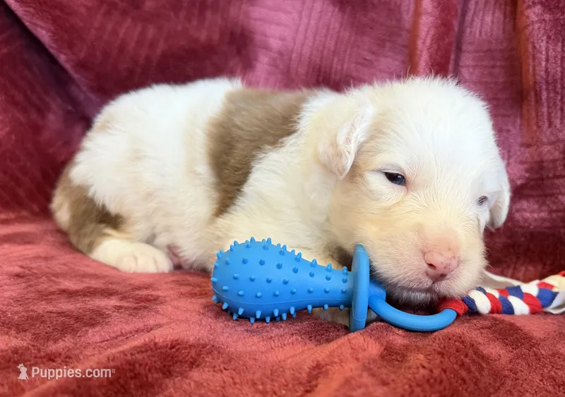 Spirit – Australian Shepherd puppy for sale in Caliente, CA