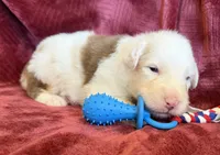Spirit, a male Australian Shepherd for sale in Caliente, CA – 1 of 10