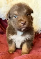Torch, a male Australian Shepherd for sale in Caliente, CA – 5 of 10
