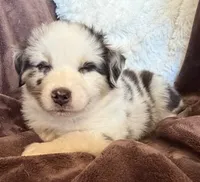 Roman, a male Australian Shepherd for sale in Caliente, CA – 6 of 10