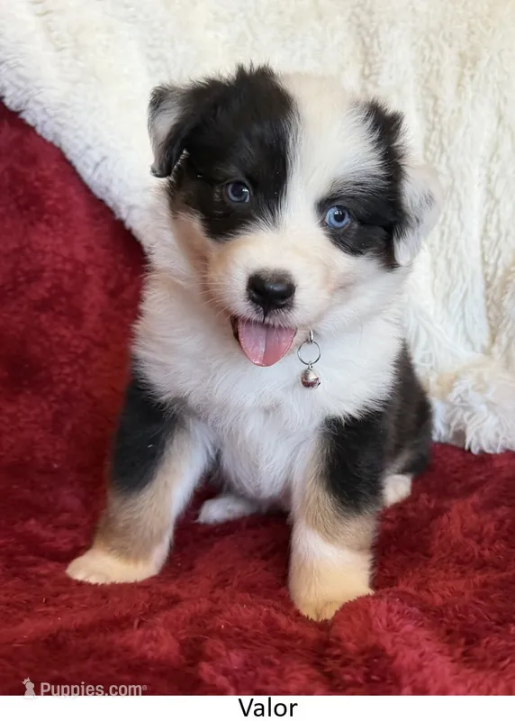 Valor – Australian Shepherd puppy for sale in Caliente, CA