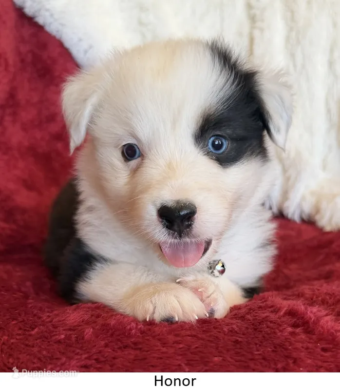 Honor – Australian Shepherd puppy for sale in Caliente, CA