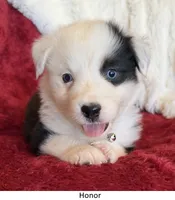 Honor, a male Australian Shepherd for sale in Caliente, CA – 1 of 10