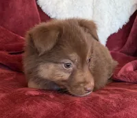 Lava, a female Australian Shepherd for sale in Caliente, CA – 5 of 10