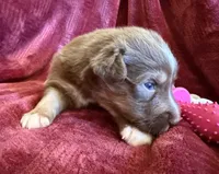 Grace, a female Australian Shepherd for sale in Caliente, CA – 4 of 10
