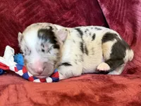 Rocket, a male Australian Shepherd for sale in Caliente, CA – 8 of 10