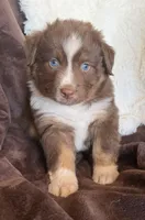 Boomer, a male Australian Shepherd for sale in Caliente, CA – 2 of 10