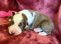 Flare, a female Australian Shepherd for sale in Caliente, CA – 8 of 10