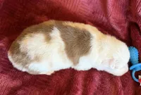 Spirit, a male Australian Shepherd for sale in Caliente, CA – 4 of 10