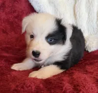 Honor, a male Australian Shepherd for sale in Caliente, CA – 5 of 10