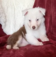 Sparks, a female Australian Shepherd for sale in Caliente, CA – 6 of 10