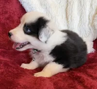 Honor, a male Australian Shepherd for sale in Caliente, CA – 7 of 10