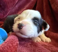 Honor, a male Australian Shepherd for sale in Caliente, CA – 2 of 10