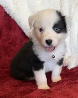 Honor, a male Australian Shepherd for sale in Caliente, CA – 2 of 10