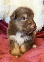 Torch, a male Australian Shepherd for sale in Caliente, CA – 3 of 10