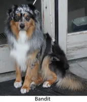 Barrow, a male Australian Shepherd for sale in Caliente, CA – 9 of 10