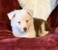 Sparks, a female Australian Shepherd for sale in Caliente, CA – 8 of 10