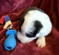Valor, a male Australian Shepherd for sale in Caliente, CA – 7 of 10