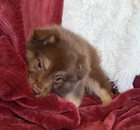 Torch, a male Australian Shepherd for sale in Caliente, CA – 5 of 10