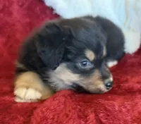 Dignity, a male Australian Shepherd for sale in Caliente, CA – 8 of 10
