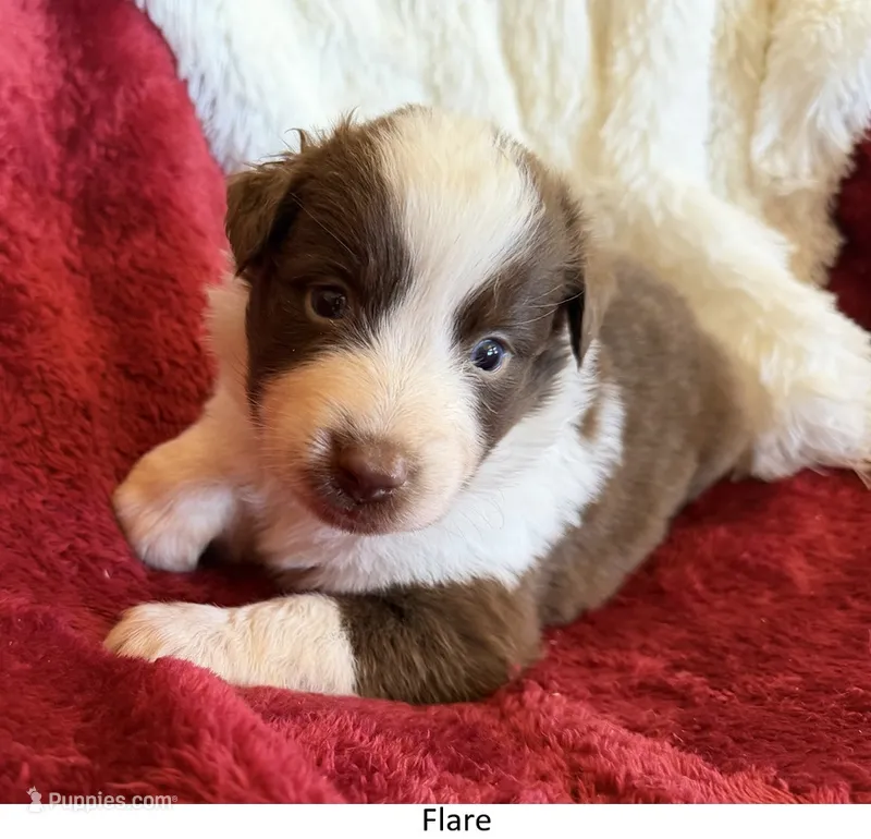 Flare – Australian Shepherd puppy for sale in Caliente, CA
