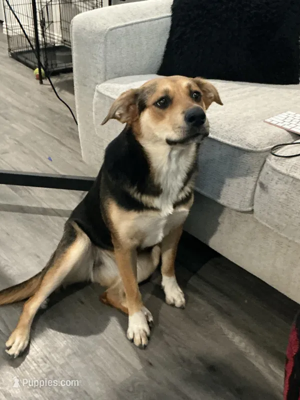 Sky – German Shepherd Dog puppy for sale in Dallas, TX