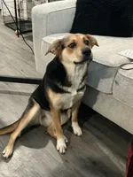 Sky, a female German Shepherd Dog for sale in Dallas, TX – Photo 1 of 2