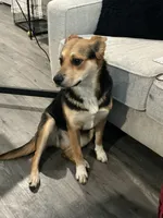 Sky, a female German Shepherd Dog for sale in Dallas, TX – Photo 2 of 2