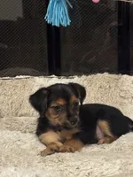 Bicho, a male Morkie for sale in Houston, TX – 3 of 6
