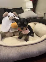 Bambi, a female Yorkshire Terrier for sale in Houston, TX – 3 of 4