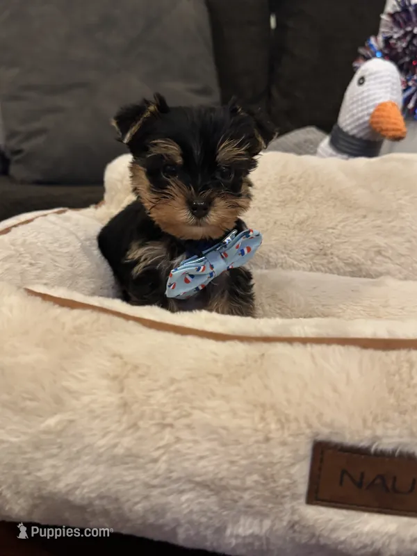 Milo – Yorkshire Terrier puppy for sale in Houston, TX