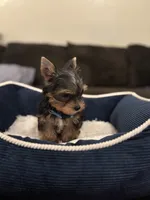 Benny, a male Yorkshire Terrier for sale in Houston, TX – 6 of 8