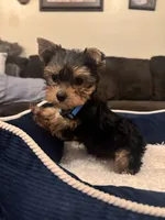 Benny, a male Yorkshire Terrier for sale in Houston, TX – 3 of 8