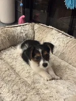 Lucas, a male Morkie for sale in Houston, TX – 4 of 6