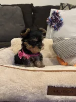 Princess, a female Yorkshire Terrier for sale in Houston, TX – 5 of 5