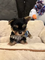 Max, a male Yorkshire Terrier for sale in Houston, TX – 3 of 5