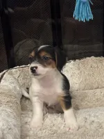 Ziggi, a male Morkie for sale in Houston, TX – 2 of 6