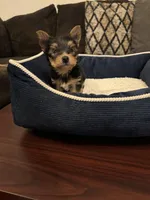 Oreo, a male Yorkshire Terrier for sale in Houston, TX – Photo 7 of 9