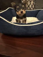 Oreo, a male Yorkshire Terrier for sale in Houston, TX – Photo 6 of 9