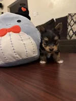 Oreo, a male Yorkshire Terrier for sale in Houston, TX – Photo 4 of 9