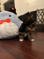 Oreo, a male Yorkshire Terrier for sale in Houston, TX – Photo 5 of 9