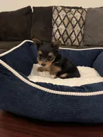 Oreo, a male Yorkshire Terrier for sale in Houston, TX – Photo 3 of 9