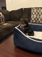 Oreo, a male Yorkshire Terrier for sale in Houston, TX – Photo 9 of 9