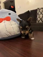 Oreo, a male Yorkshire Terrier for sale in Houston, TX – Photo 2 of 9