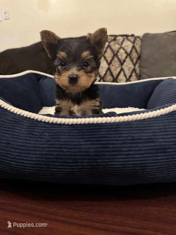 Oreo – Yorkshire Terrier puppy for sale in Houston, TX