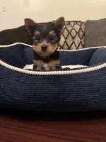 Oreo, a male Yorkshire Terrier for sale in Houston, TX – Photo 1 of 9