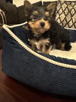 Oreo, a male Yorkshire Terrier for sale in Houston, TX – Photo 8 of 9